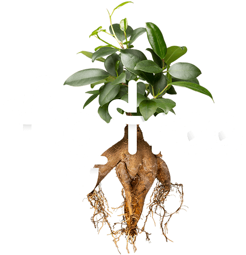 Graphic Design & Web Design - Fig Tree Digital Agency in Adelaide Graphic Design & Web Design - Fig Tree Digital Agency in Adelaide